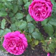 ヒメ日記 2026/01/31 11:09 投稿 みこ 熟女家 十三店