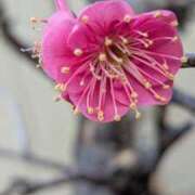 ヒメ日記 2026/02/08 10:59 投稿 みこ 熟女家 十三店