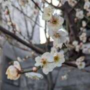 ヒメ日記 2026/02/20 10:28 投稿 みこ 熟女家 十三店