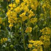 ヒメ日記 2026/03/14 11:41 投稿 みこ 熟女家 十三店