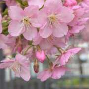 ヒメ日記 2026/03/28 11:05 投稿 みこ 熟女家 十三店