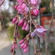ヒメ日記 2026/04/04 11:16 投稿 みこ 熟女家 十三店