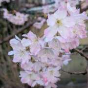 ヒメ日記 2026/04/07 11:11 投稿 みこ 熟女家 十三店