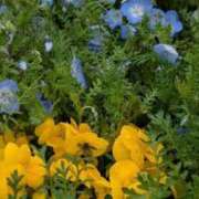 ヒメ日記 2026/04/10 11:46 投稿 みこ 熟女家 十三店