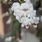 ヒメ日記 2026/04/11 12:52 投稿 みこ 熟女家 十三店