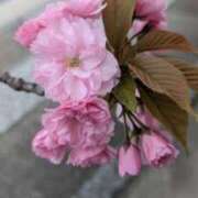 ヒメ日記 2026/04/16 12:17 投稿 みこ 熟女家 十三店