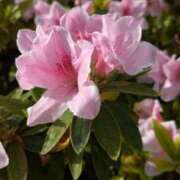 ヒメ日記 2026/04/23 11:35 投稿 みこ 熟女家 十三店