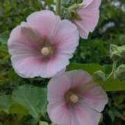 ヒメ日記 2026/05/29 11:49 投稿 みこ 熟女家 十三店