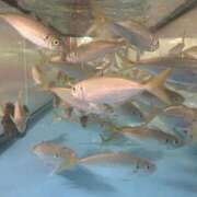 ヒメ日記 2025/01/19 21:08 投稿 茜 るい ハレ系 福岡DEまっとる。