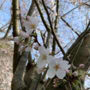 ヒメ日記 2025/03/17 13:29 投稿 茜 るい ハレ系 福岡DEまっとる。