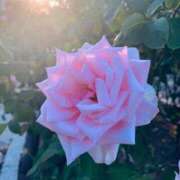 ヒメ日記 2025/04/05 16:35 投稿 茜 るい ハレ系 福岡DEまっとる。