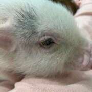 ヒメ日記 2025/05/26 23:41 投稿 茜 るい ハレ系 福岡DEまっとる。