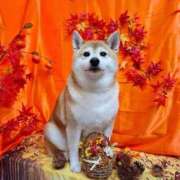 ヒメ日記 2025/11/15 12:50 投稿 なみき マリアージュ熊谷