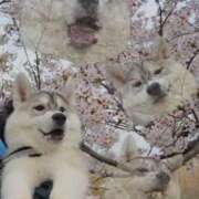 ヒメ日記 2026/04/20 10:20 投稿 なみき マリアージュ熊谷