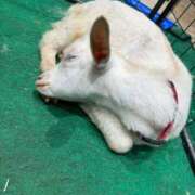 ヒメ日記 2026/03/26 09:06 投稿 たお 池袋人妻ヒットパレード（シンデレラグループ）