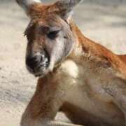 桐島 れん 禁止事項♡ バルボラ マリン