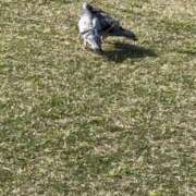 ヒメ日記 2025/04/12 12:10 投稿 くみ チューリップ姫路店