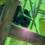 ヒメ日記 2025/07/27 06:20 投稿 くみ チューリップ姫路店