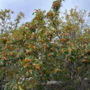 ヒメ日記 2025/11/06 10:15 投稿 くみ チューリップ姫路店