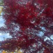 ヒメ日記 2024/12/15 00:06 投稿 皆川ありあ 全裸革命orおもいっきり痴漢電車