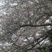 ヒメ日記 2025/04/10 10:59 投稿 皆川ありあ 全裸革命orおもいっきり痴漢電車