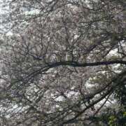 ヒメ日記 2025/04/12 18:39 投稿 皆川ありあ 全裸革命orおもいっきり痴漢電車