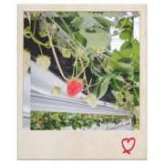 ヒメ日記 2025/04/25 20:18 投稿 みさ ルージュ(会津若松)