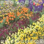 ヒメ日記 2025/04/21 10:11 投稿 つくし チェックイン横浜女学園