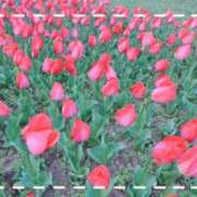 ヒメ日記 2026/03/23 09:30 投稿 つくし チェックイン横浜女学園