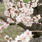 ヒメ日記 2025/04/10 22:18 投稿 新恋【にこ】 輝女