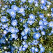 ヒメ日記 2026/04/07 18:01 投稿 新恋【にこ】 輝女