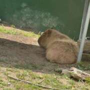 ヒメ日記 2026/07/31 19:26 投稿 りん 元祖ぽちゃカワ倶楽部