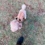 ヒメ日記 2025/10/29 08:06 投稿 まお 埼玉熊谷ちゃんこ