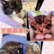 オトハ　【絶対的女帝】 猫好き集まれ！！ ドMなバニーちゃん和歌山店