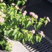 ヒメ日記 2025/04/23 12:46 投稿 サリナ　【奇跡の国宝級№1】 ドMなバニーちゃん和歌山店