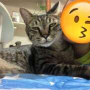 アミカ　【ご奉仕の向こう側へ】 にゃんにゃんにゃんの日🐈🩵 ドMなバニーちゃん和歌山店