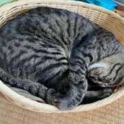 アミカ　【ご奉仕の向こう側へ】 【お礼写メ日記】 ドMなバニーちゃん和歌山店