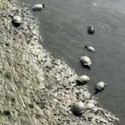 アミカ　【ご奉仕の向こう側へ】 春だねぇ〜🌷 ドMなバニーちゃん和歌山店