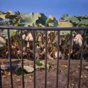 ヒメ日記 2025/11/18 22:20 投稿 しずく パンドラ(上野)