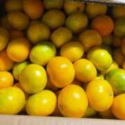 高山ちか 最近は 彩タマンサ（埼玉ハレ系）