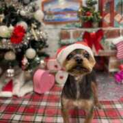 ヒメ日記 2024/12/30 12:36 投稿 かえで Candy×Candy （キャンディ×キャンディ）