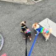 かえで 出勤します☆ Candy×Candy （キャンディ×キャンディ）