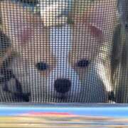 かえで 出勤します☆ Candy×Candy （キャンディ×キャンディ）