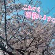 ヒメ日記 2024/04/01 08:53 投稿 かえで 電車ごっこ