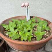 ヒメ日記 2025/06/23 11:10 投稿 かえで 電車ごっこ