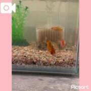 ヒメ日記 2025/08/05 14:20 投稿 かえで 電車ごっこ