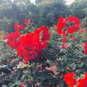 ヒメ日記 2025/10/11 18:40 投稿 まさき 電車ごっこ