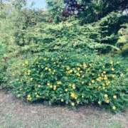 ヒメ日記 2025/11/20 19:00 投稿 まさき 電車ごっこ