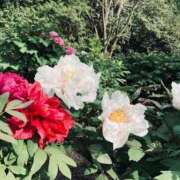 ヒメ日記 2026/01/08 16:30 投稿 まさき 電車ごっこ