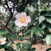 ヒメ日記 2026/02/07 17:50 投稿 まさき 電車ごっこ